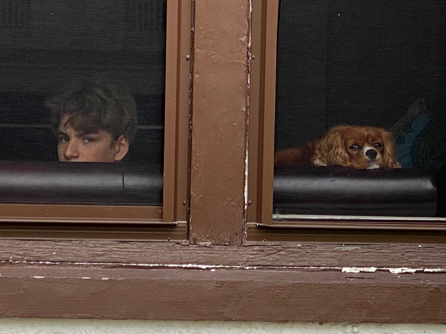 A dog sitting in front of a window

Description automatically generated
